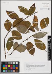 Foto von Salix caprea L.